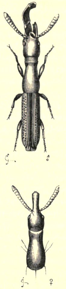 Darwin - La Descendance de l homme, 1881, page 305