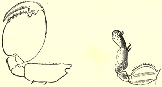 Darwin - La Descendance de l homme, 1881, page 294bc