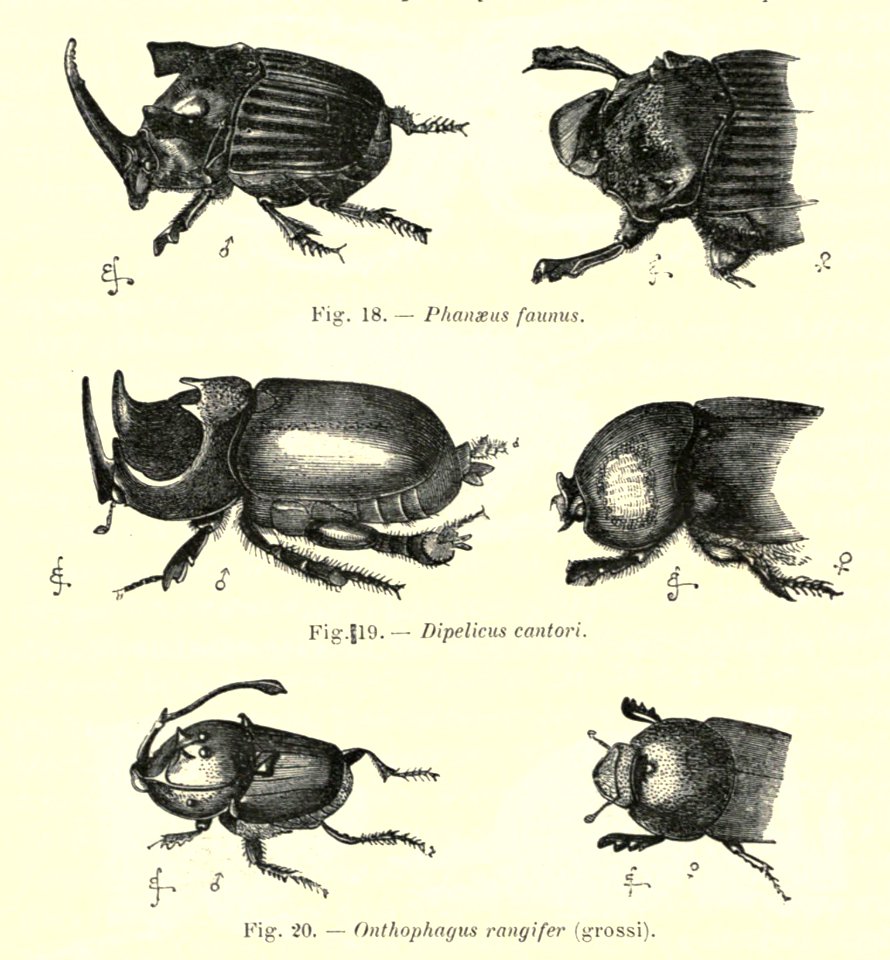 Darwin - La Descendance de l homme, 1881, page 326