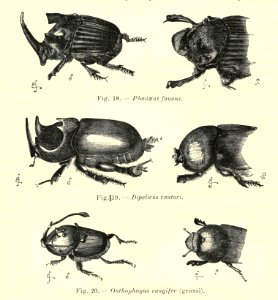 Darwin - La Descendance de l homme, 1881, page 326