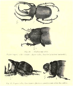 Darwin - La Descendance de l homme, 1881, page 325