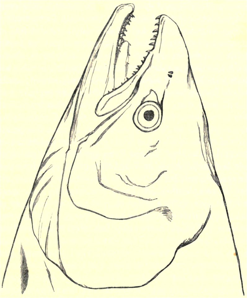 Darwin - La Descendance de l homme, 1881, page 367