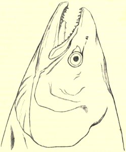 Darwin - La Descendance de l homme, 1881, page 367
