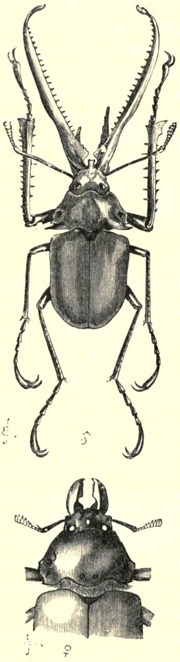 Darwin - La Descendance de l homme, 1881, page 330