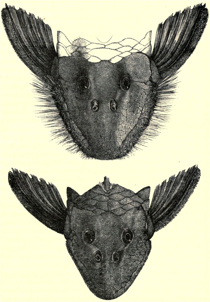 Darwin - La Descendance de l homme, 1881, page 373