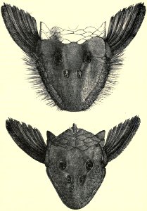 Darwin - La Descendance de l homme, 1881, page 373