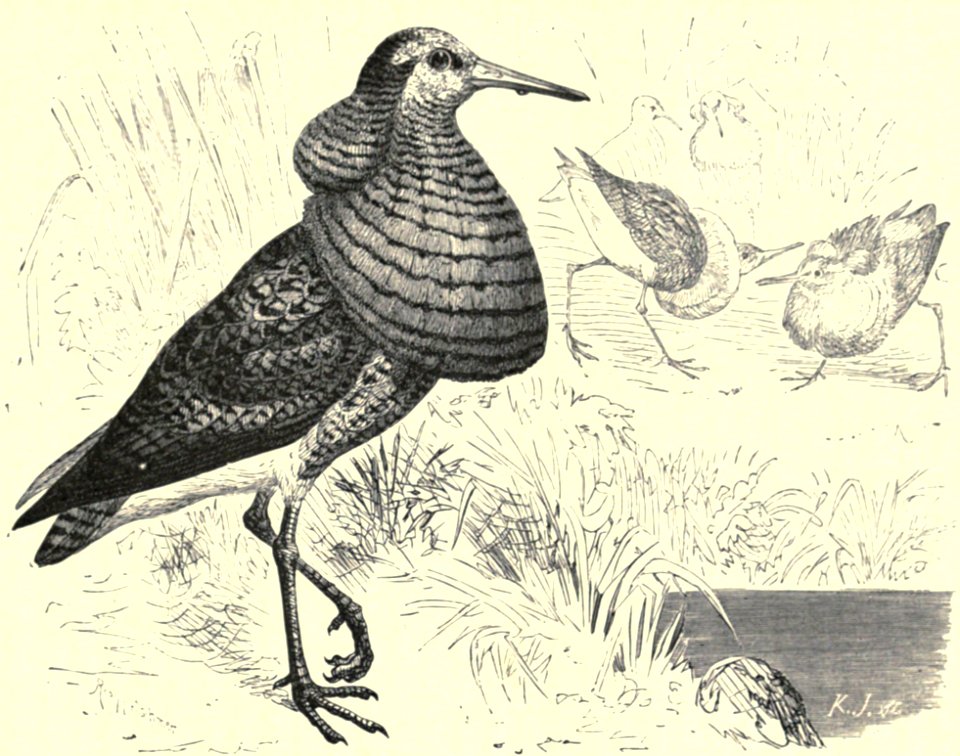 Darwin - La Descendance de l homme, 1881, page 397
