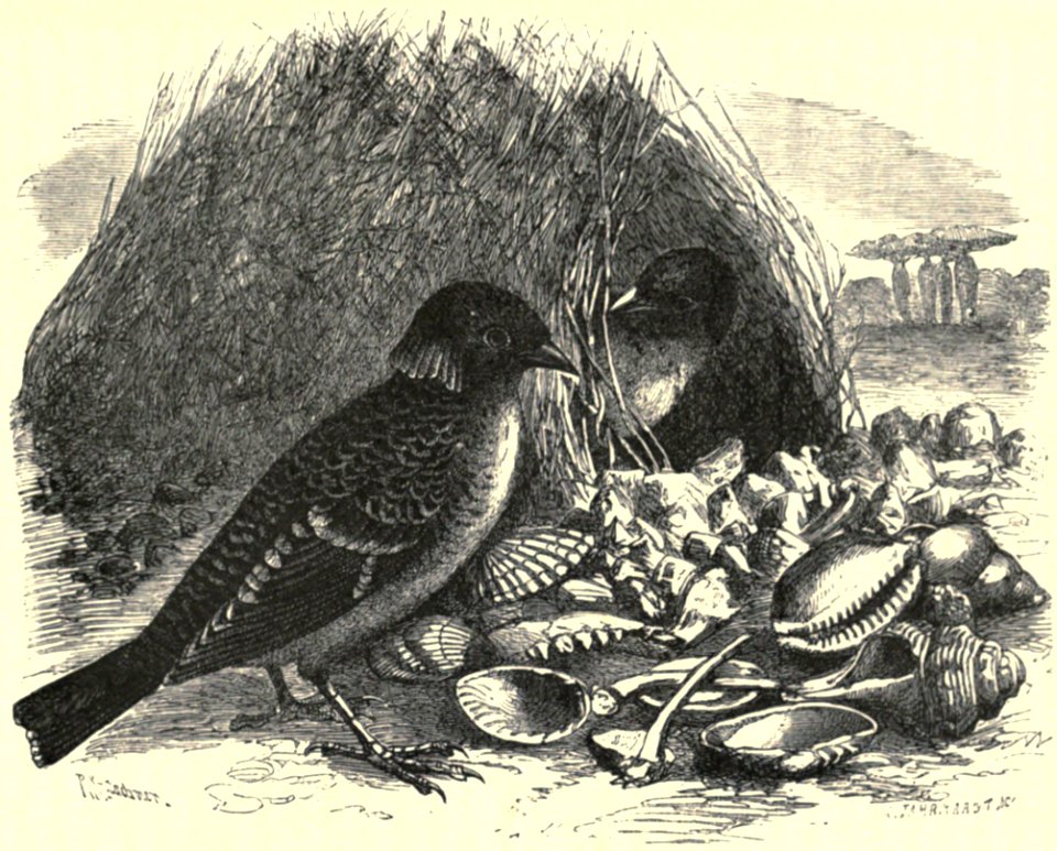 Darwin - La Descendance de l homme, 1881, page 419