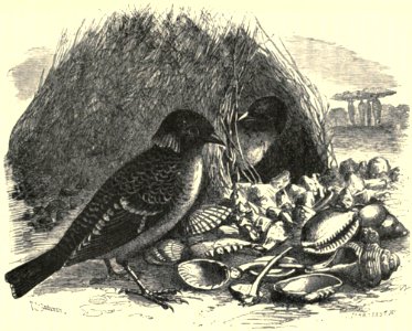 Darwin - La Descendance de l homme, 1881, page 419