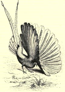 Darwin - La Descendance de l homme, 1881, page 437