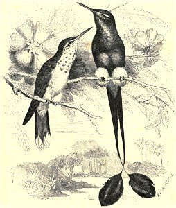 Darwin - La Descendance de l homme, 1881, page 425