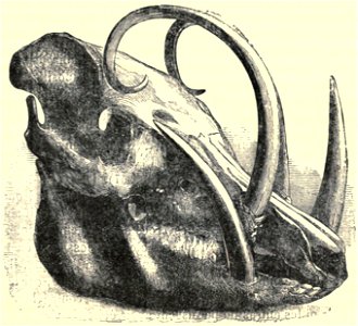 Darwin - La Descendance de l homme, 1881, page 569