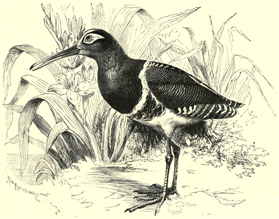 Darwin - La Descendance de l homme, 1881, page 521