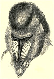 Darwin - La Descendance de l homme, 1881, page 590