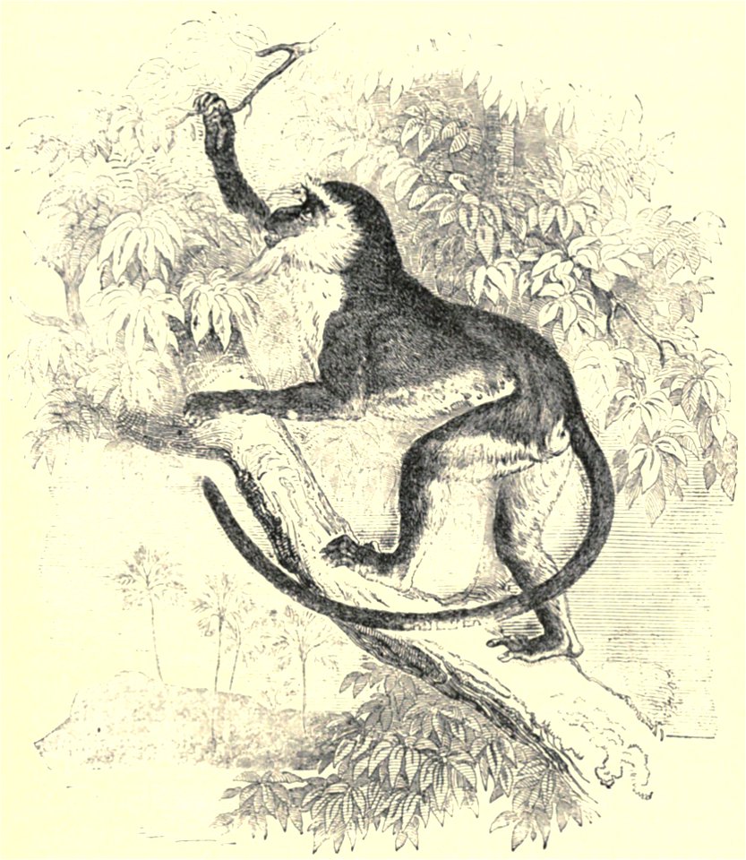 Darwin - La Descendance de l homme, 1881, page 605
