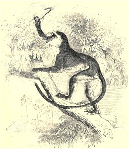 Darwin - La Descendance de l homme, 1881, page 605
