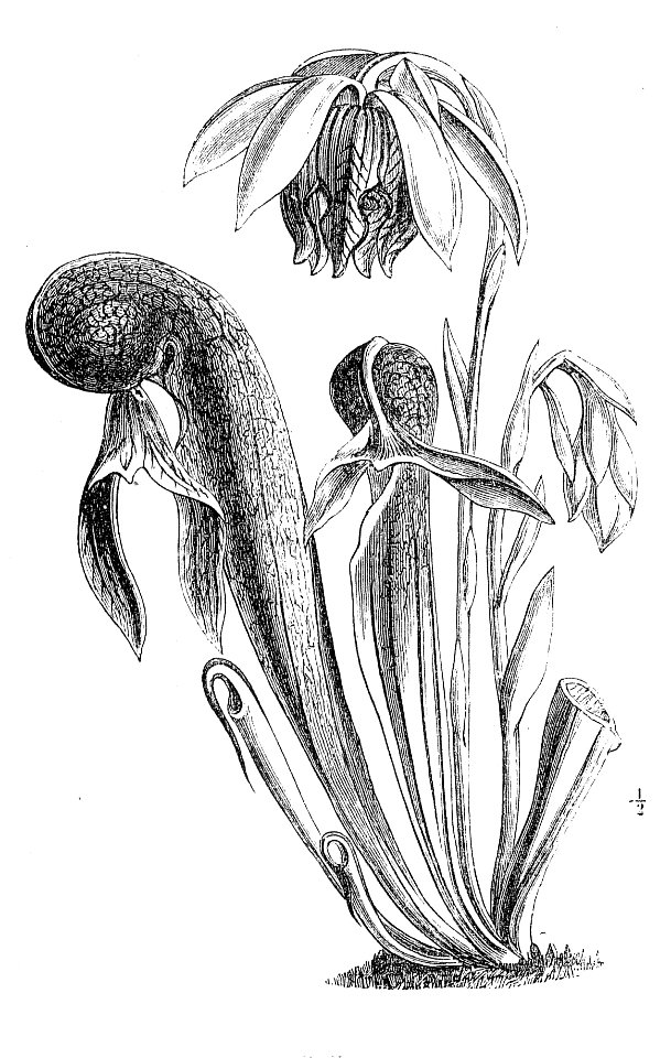 Darlingtonia Macfarlane illustration