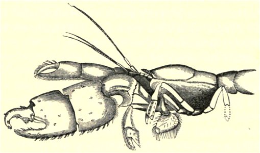 Darwin - La Descendance de l homme, 1881, page 294a