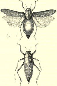 Darwin - La Descendance de l homme, 1881, page 316