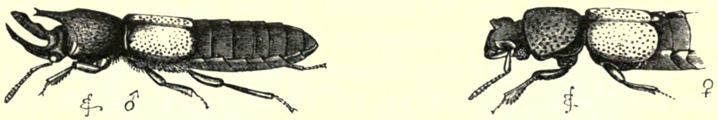 Darwin - La Descendance de l homme, 1881, page 328b