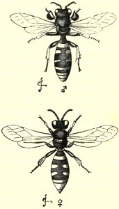 Darwin - La Descendance de l homme, 1881, page 304