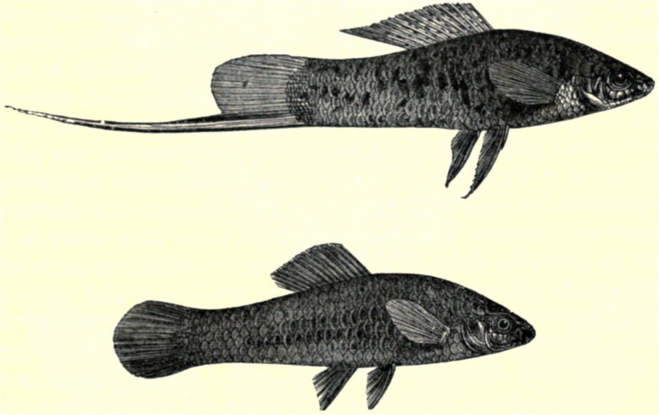 Darwin - La Descendance de l homme, 1881, page 371