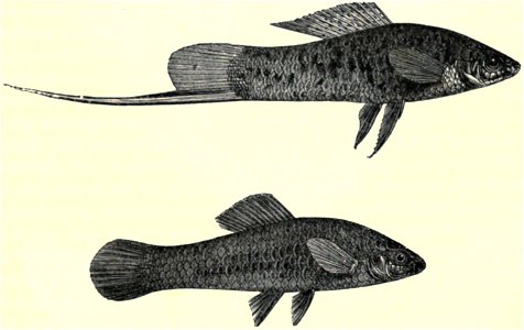 Darwin - La Descendance de l homme, 1881, page 371