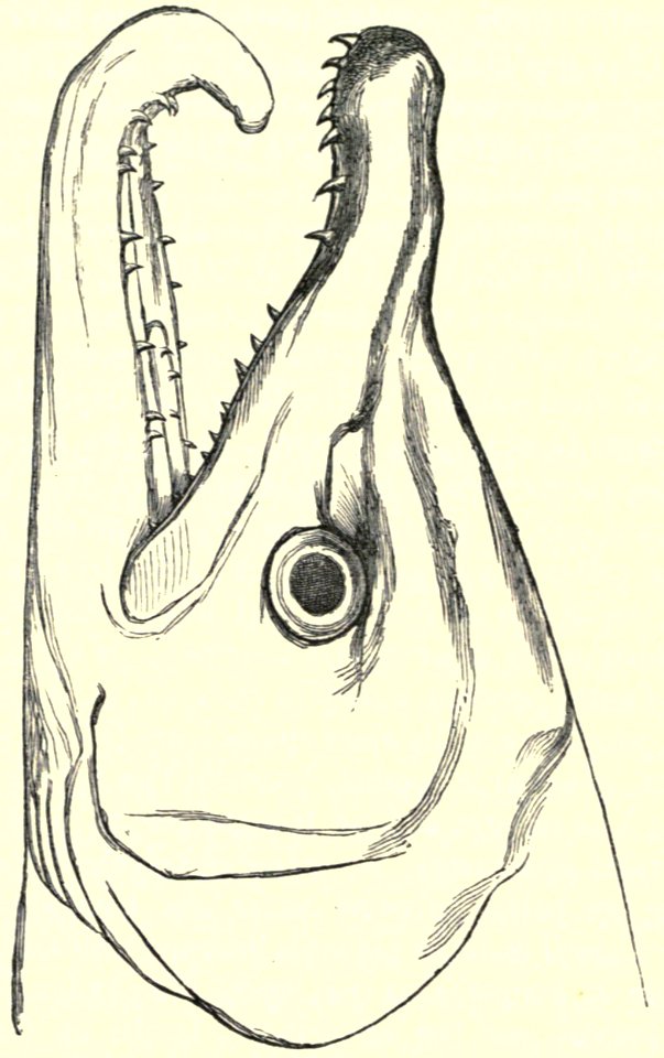 Darwin - La Descendance de l homme, 1881, page 366