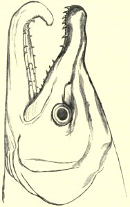Darwin - La Descendance de l homme, 1881, page 366