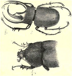 Darwin - La Descendance de l homme, 1881, page 325a