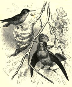 Darwin - La Descendance de l homme, 1881, page 424
