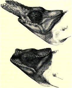 Darwin - La Descendance de l homme, 1881, page 391