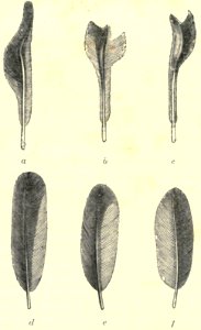Darwin - La Descendance de l homme, 1881, page 416