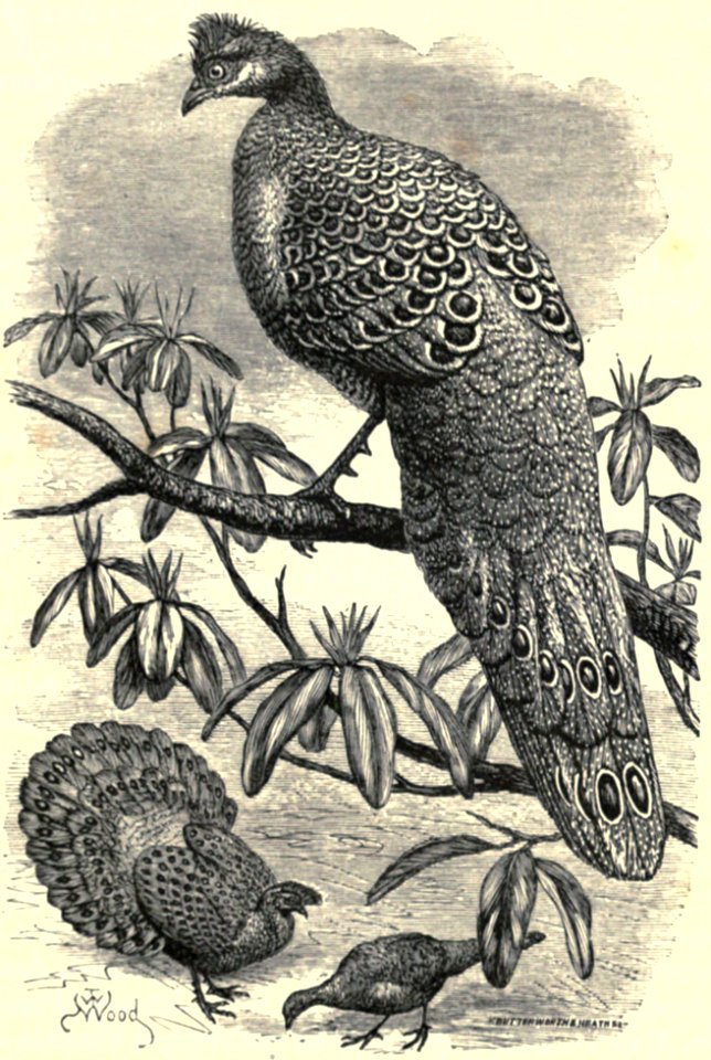 Darwin - La Descendance de l homme, 1881, page 435