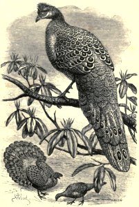 Darwin - La Descendance de l homme, 1881, page 435