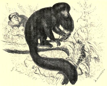 Darwin - La Descendance de l homme, 1881, page 583