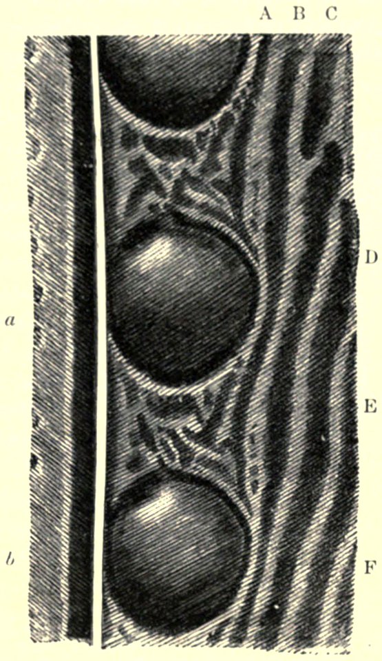 Darwin - La Descendance de l homme, 1881, page 477