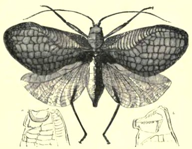 Darwin - La Descendance de l homme, 1881, page 313b