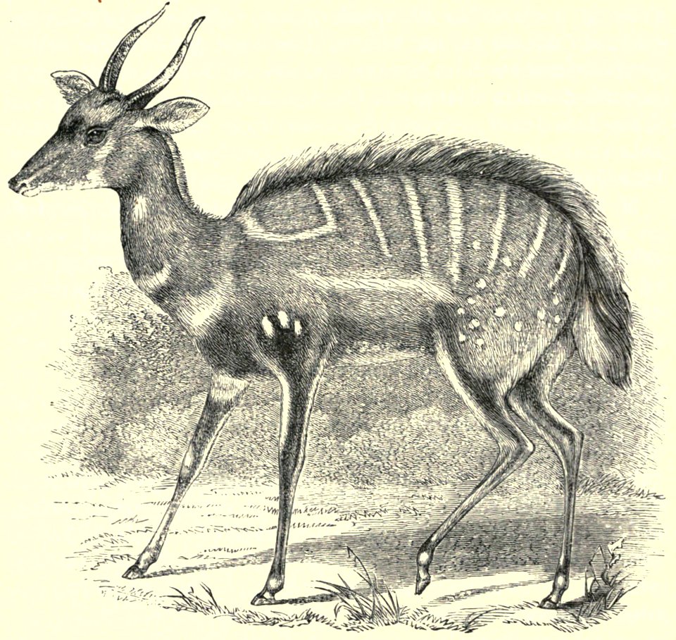Darwin - La Descendance de l homme, 1881, page 596