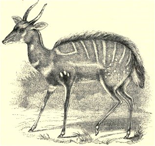 Darwin - La Descendance de l homme, 1881, page 596