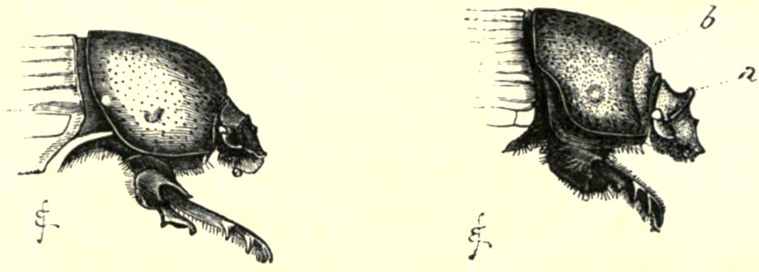 Darwin - La Descendance de l homme, 1881, page 328a