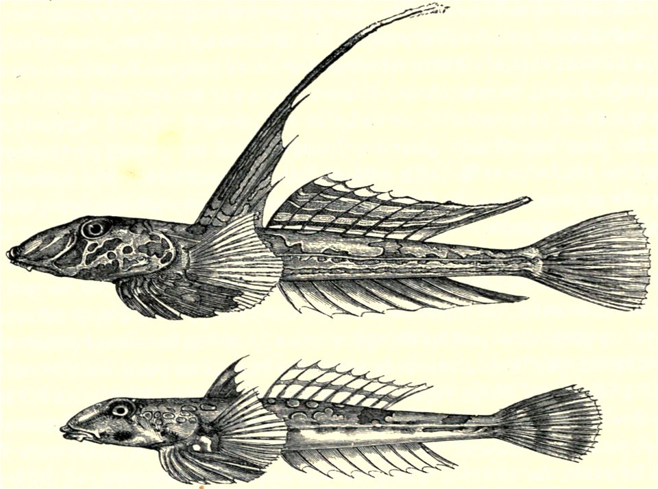 Darwin - La Descendance de l homme, 1881, page 370