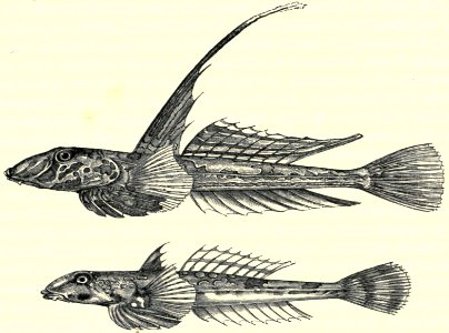 Darwin - La Descendance de l homme, 1881, page 370