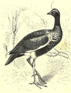 Darwin - La Descendance de l homme, 1881, page 401