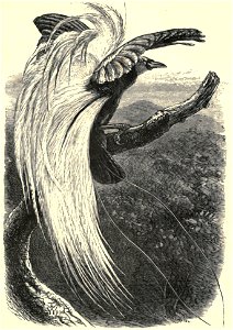 Darwin - La Descendance de l homme, 1881, page 423