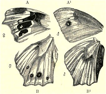 Darwin - La Descendance de l homme, 1881, page 470