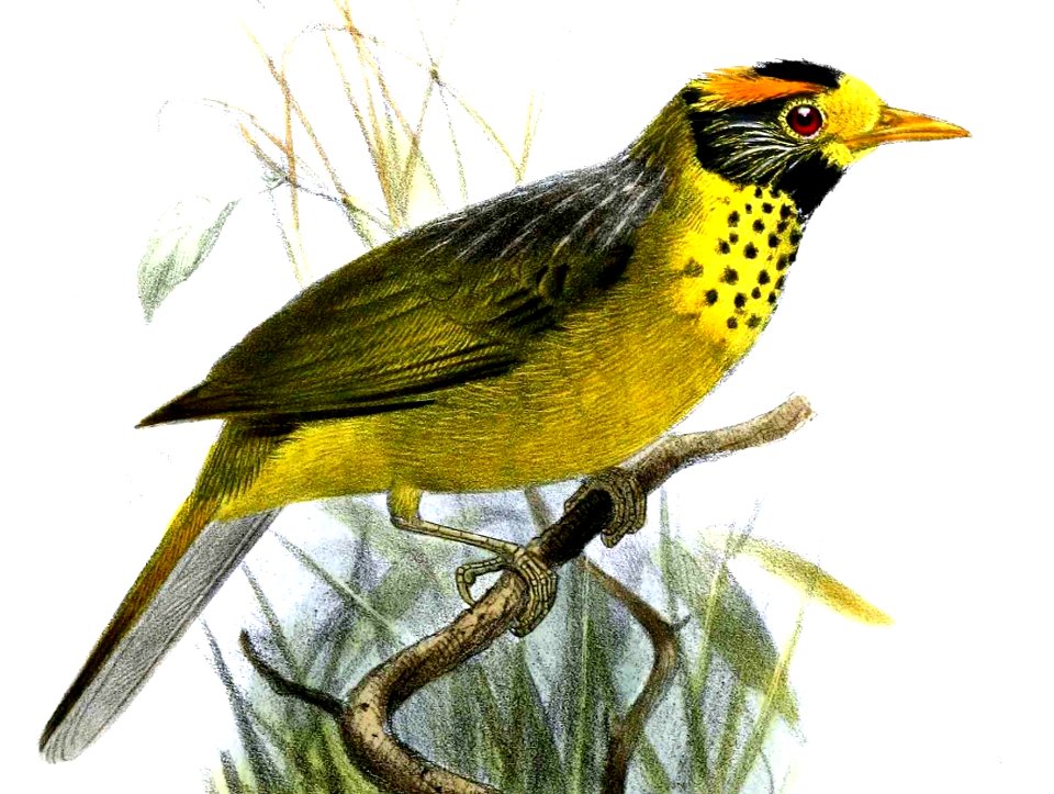 DasycrotaphaSpeciosaSmit (cropped)