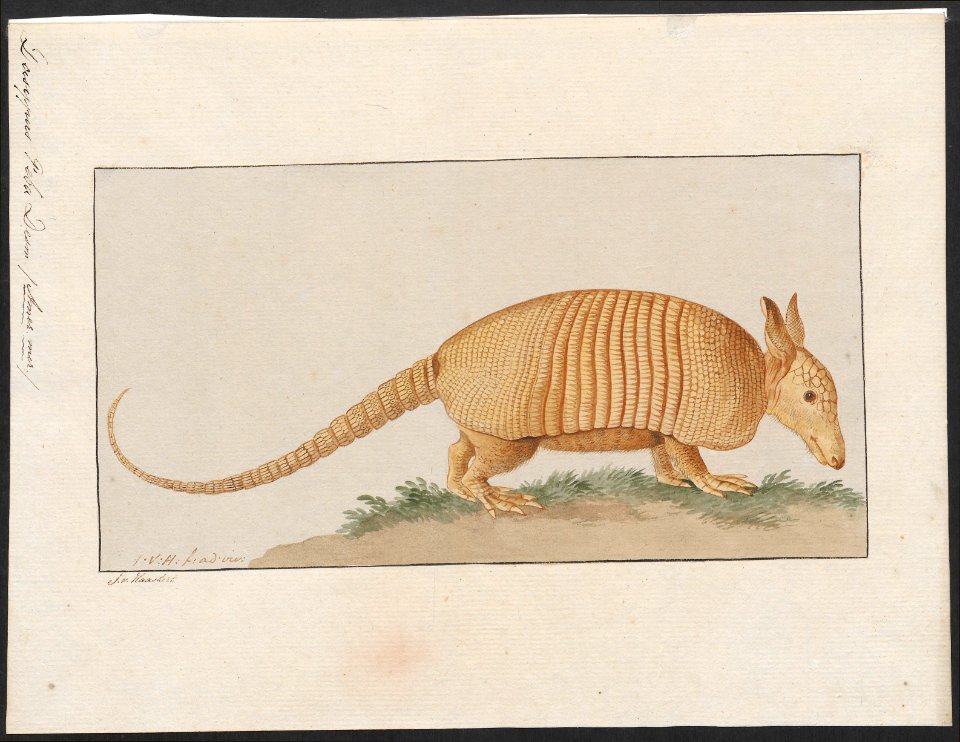 Dasypus peba - 1753-1834 - Print - Iconographia Zoologica - Special Collections University of Amsterdam - UBA01 IZA1000210