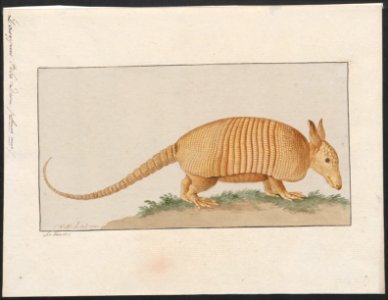 Dasypus peba - 1753-1834 - Print - Iconographia Zoologica - Special Collections University of Amsterdam - UBA01 IZA1000210