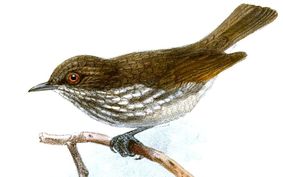Dasycrotapha pygmaea Keulemans